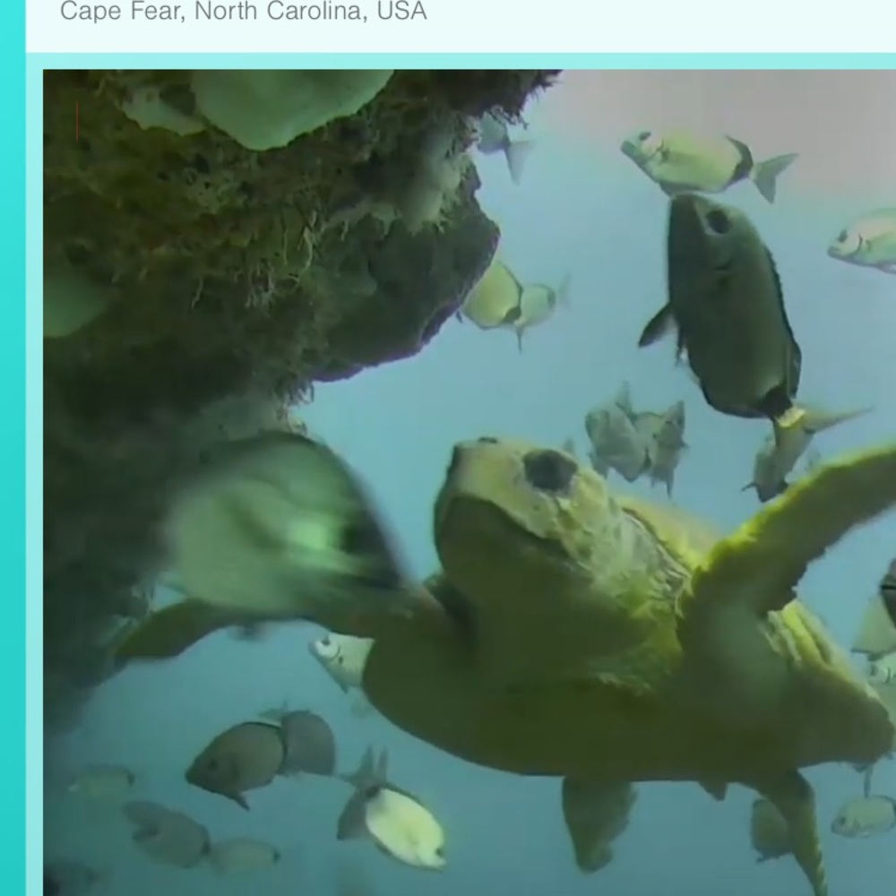 Meet your Posher, Meredith